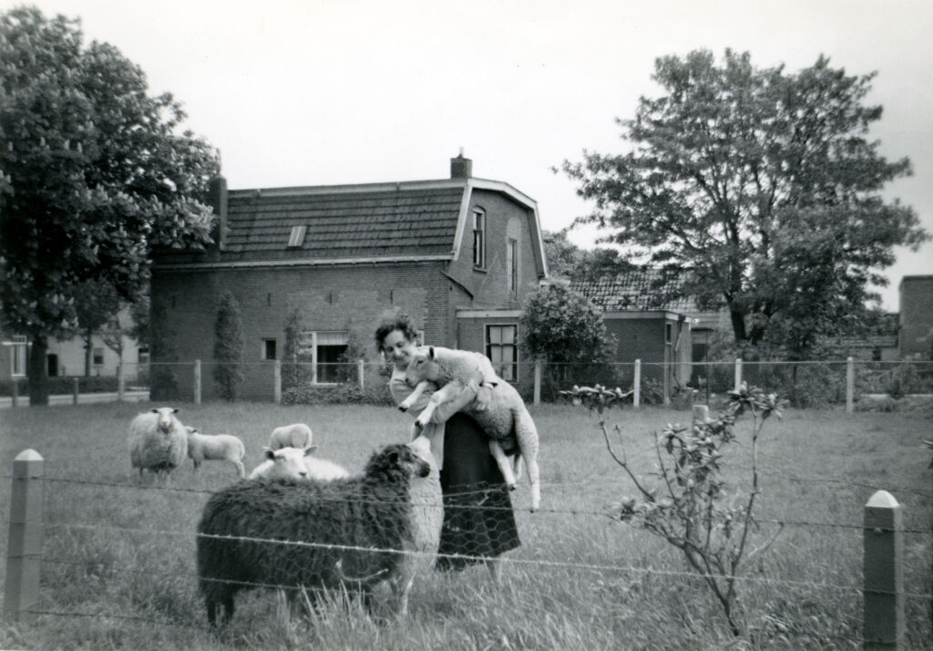 Foto 17 Koos Zwakenberg Bij De Schapen En Op De Achtergrond Het Huis Van De Familie Flik