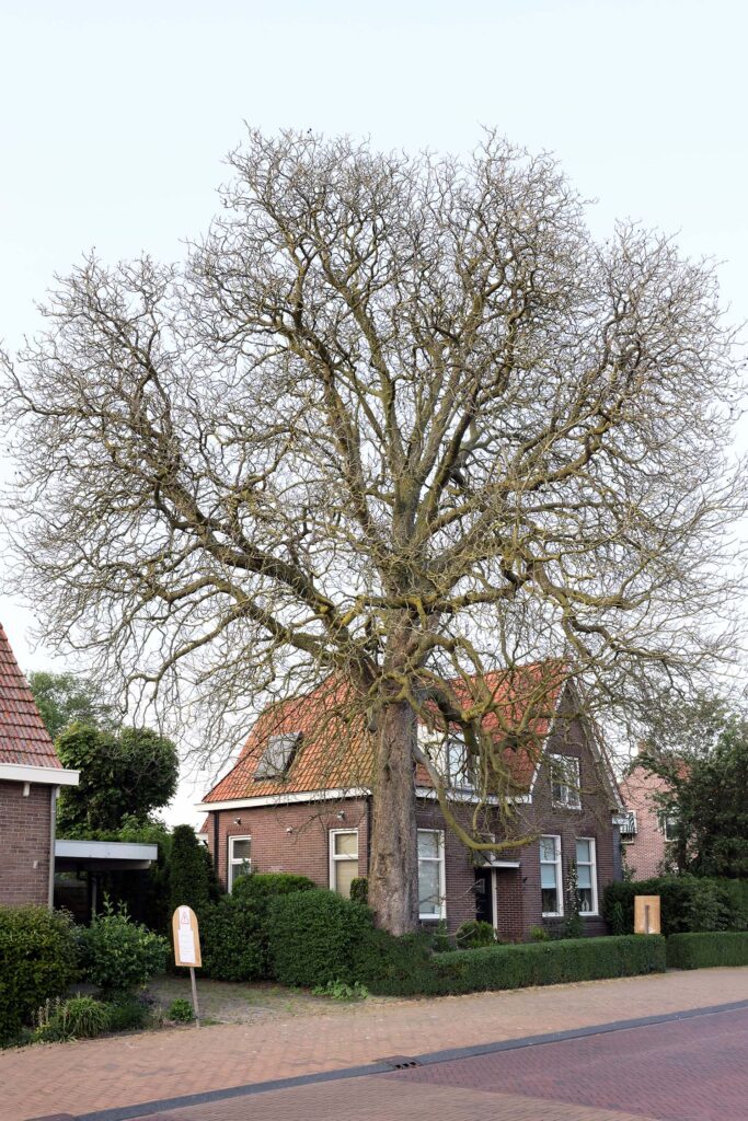 Kastanjeboom Moet Wijken 002 Klein