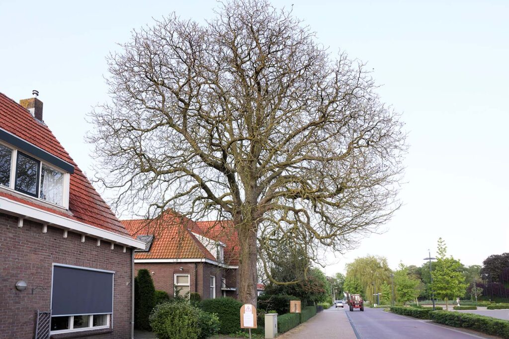 Kastanjeboom Moet Wijken 003 Klein