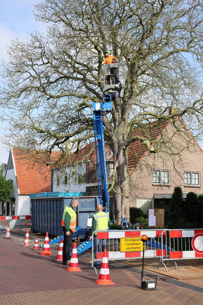 Kastanjeboom Moet Wijken 005 Klein