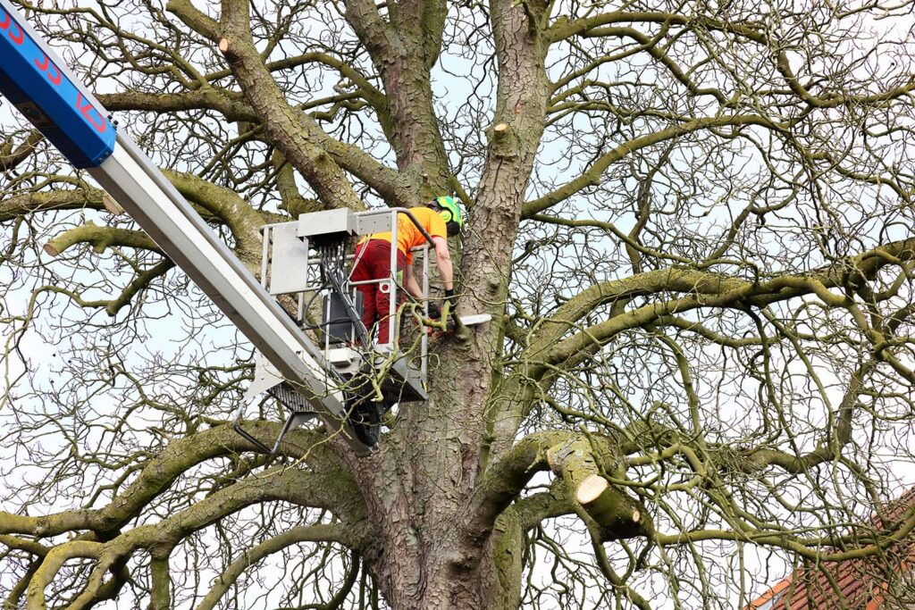 Kastanjeboom Moet Wijken 011 Klein