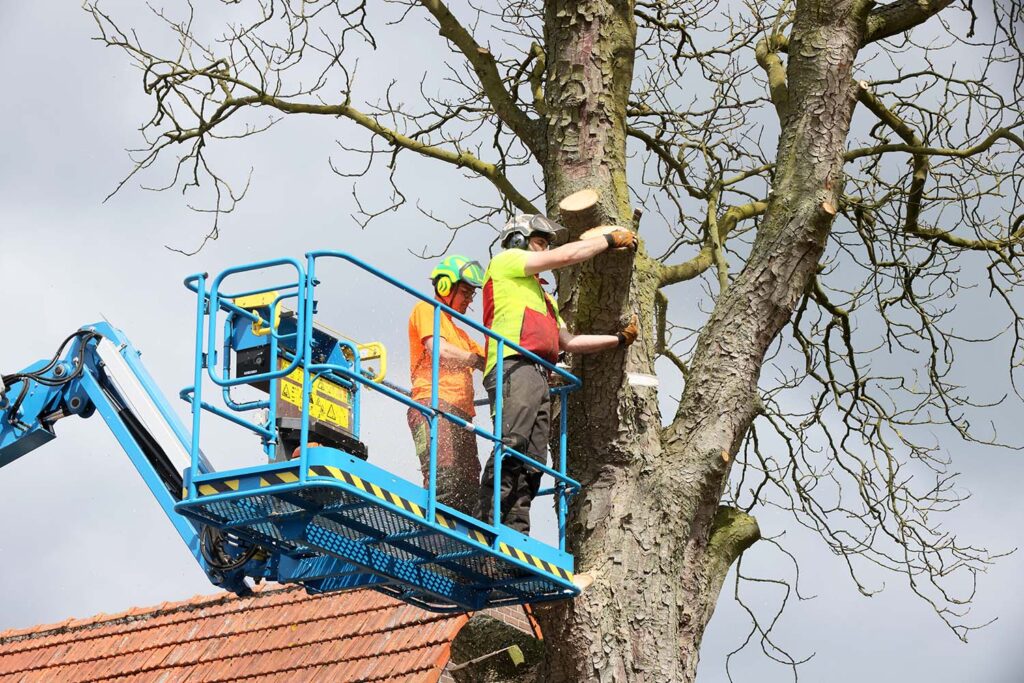 Kastanjeboom Moet Wijken 012 Klein