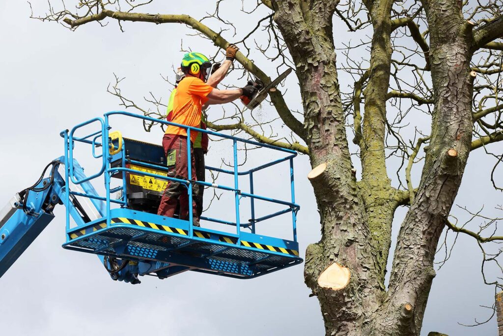 Kastanjeboom Moet Wijken 014 Klein