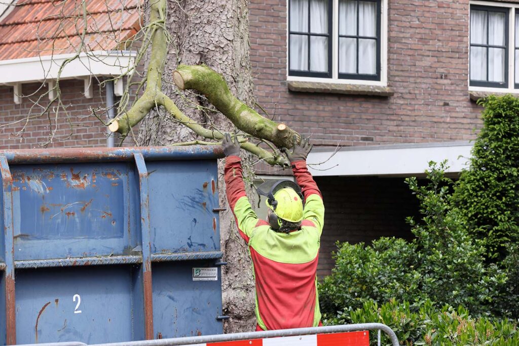 Kastanjeboom Moet Wijken 017 Klein