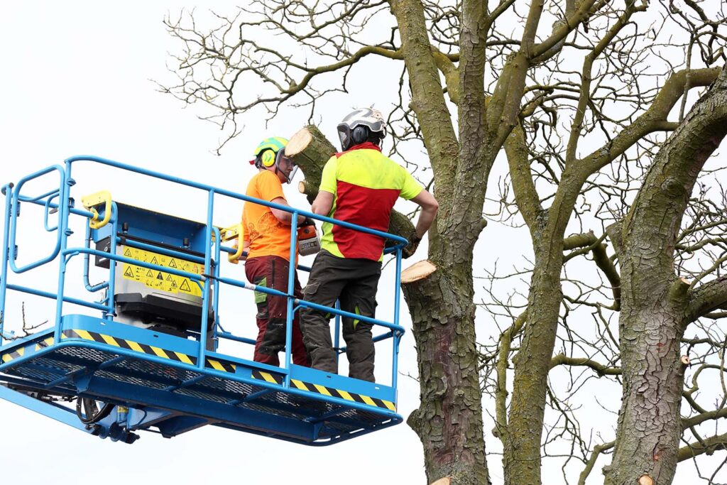 Kastanjeboom Moet Wijken 023 Klein