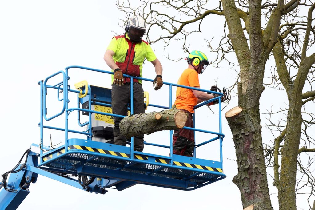 Kastanjeboom Moet Wijken 024 Klein