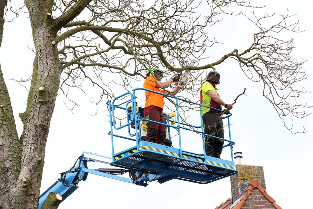 Kastanjeboom Moet Wijken 028 Klein