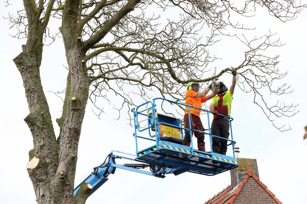 Kastanjeboom Moet Wijken 029 Klein