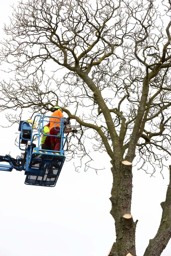 Kastanjeboom Moet Wijken 032 Klein