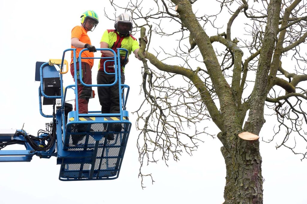 Kastanjeboom Moet Wijken 034 Klein