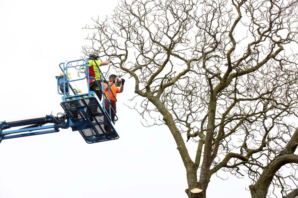 Kastanjeboom Moet Wijken 036 Klein