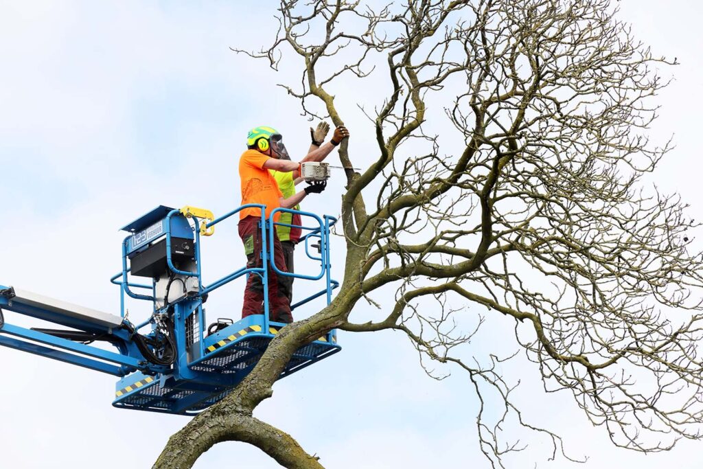 Kastanjeboom Moet Wijken 038 Klein