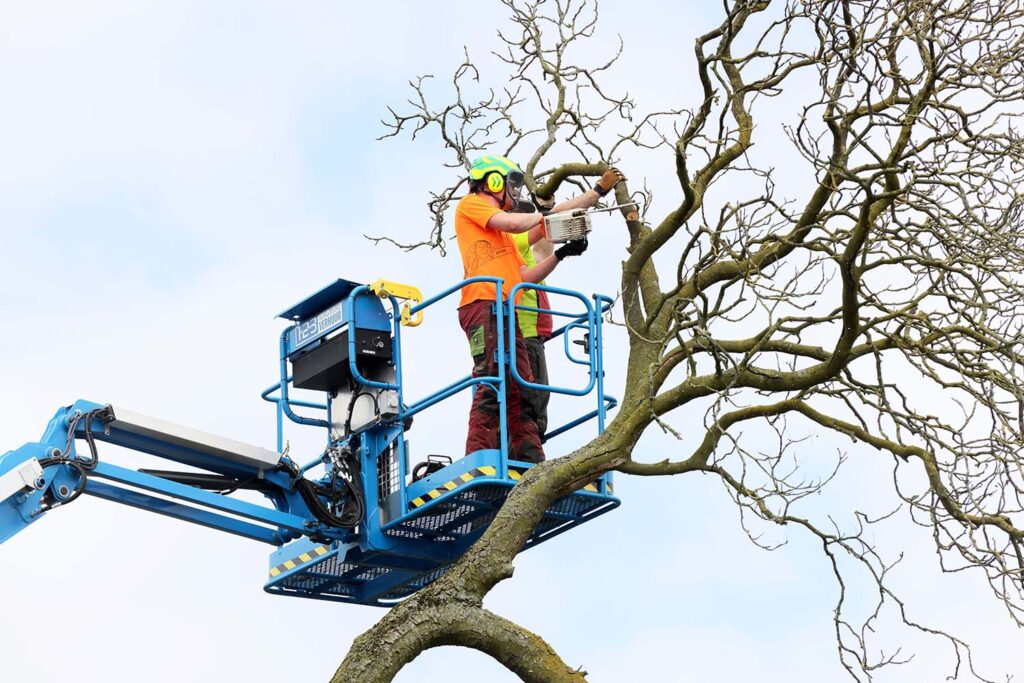 Kastanjeboom Moet Wijken 039 Klein