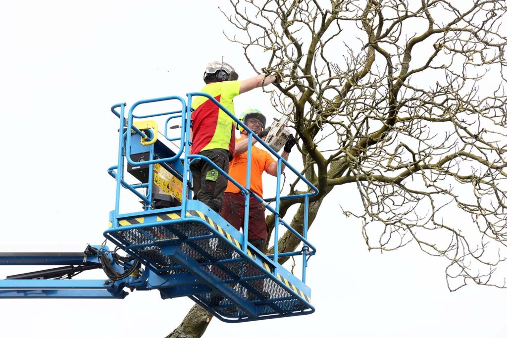 Kastanjeboom Moet Wijken 040 Klein