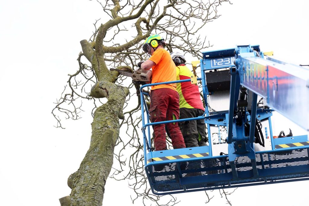 Kastanjeboom Moet Wijken 041 Klein