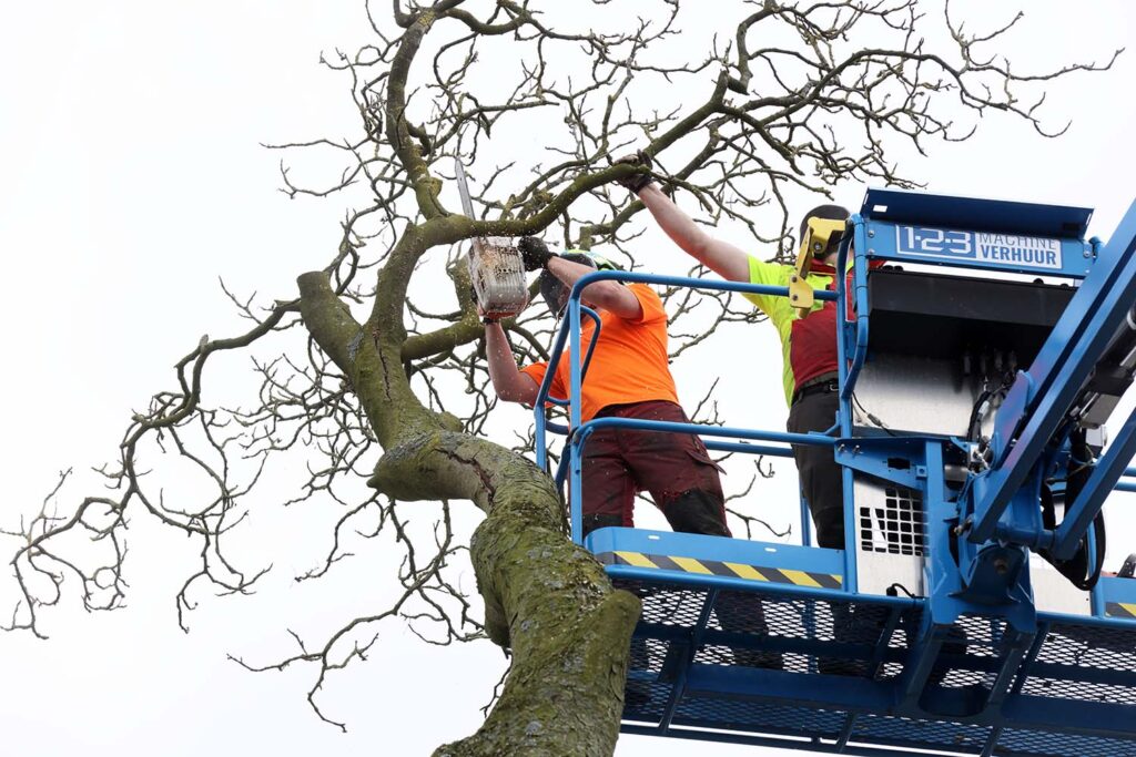 Kastanjeboom Moet Wijken 042 Klein