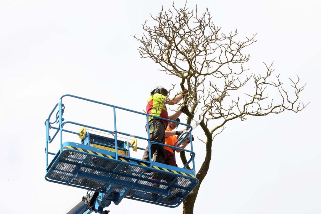 Kastanjeboom Moet Wijken 043 Klein