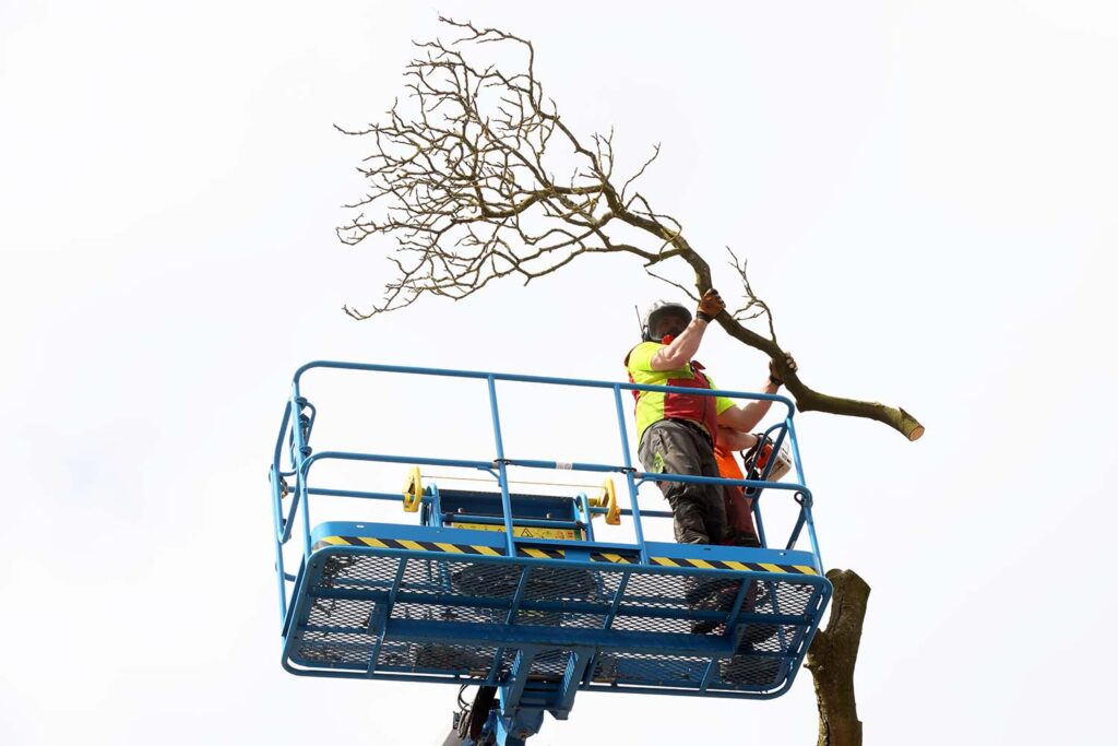 Kastanjeboom Moet Wijken 044 Klein