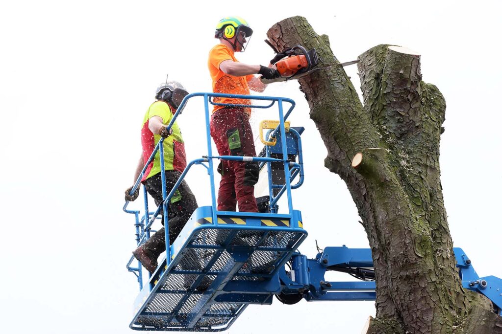 Kastanjeboom Moet Wijken 047 Klein