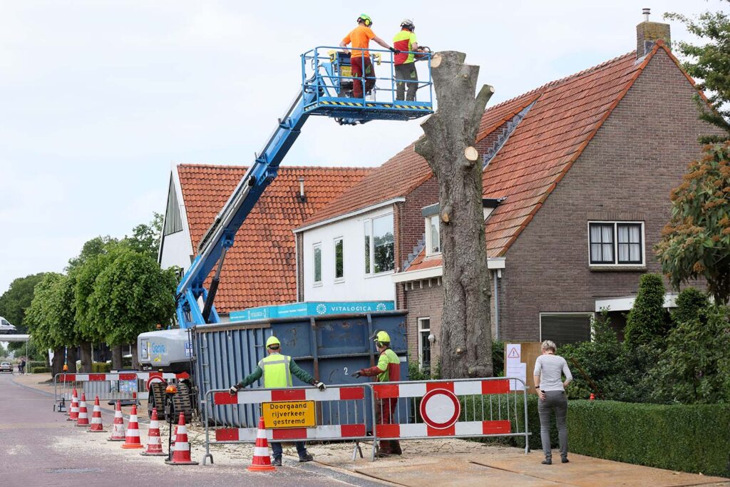 Kastanjeboom Moet Wijken 056 Klein