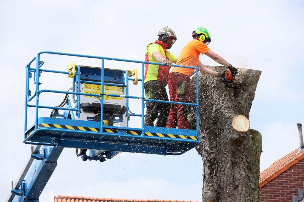 Kastanjeboom Moet Wijken 058 Klein