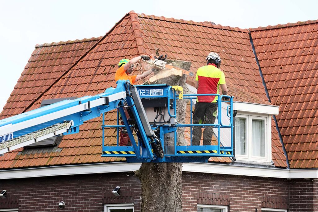 Kastanjeboom Moet Wijken 064 Klein