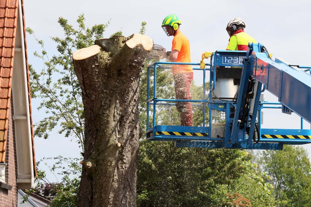 Kastanjeboom Moet Wijken 069 Klein