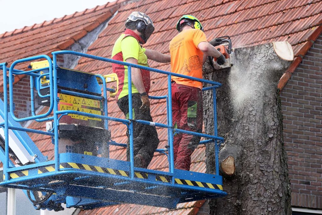 Kastanjeboom Moet Wijken 070 Klein