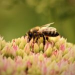 Help mee aan het voedselbos in Lemelerveld