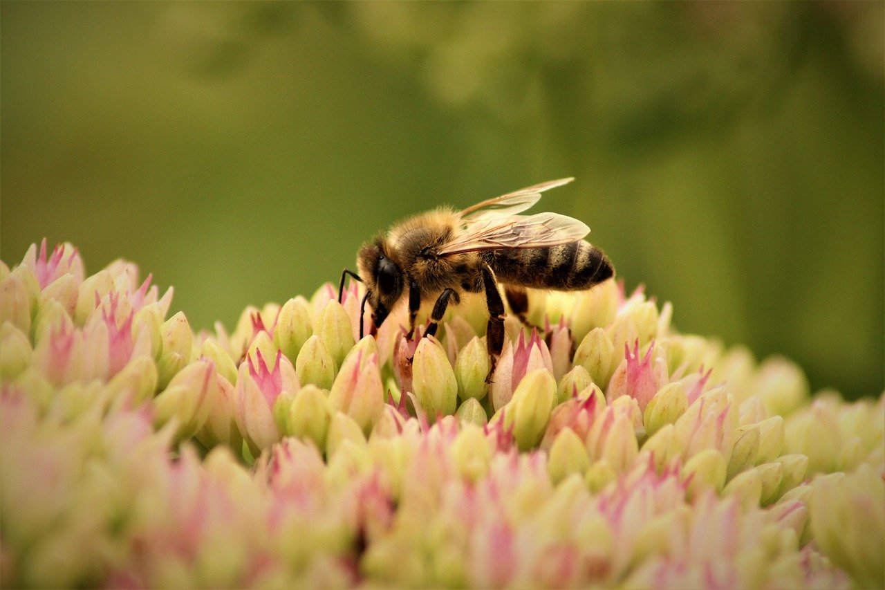 Help mee aan het voedselbos in Lemelerveld